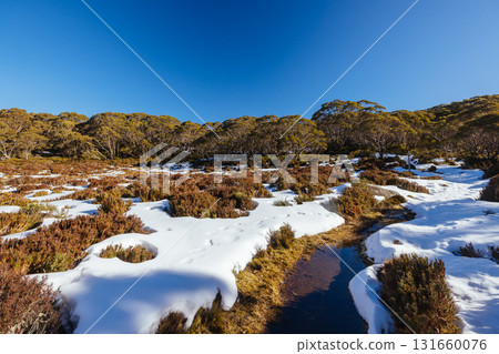 Mt St Gwinear in Baw Baw Australia 131660076