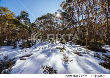 Mt St Gwinear in Baw Baw Shire Australia 131660080
