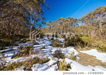 Mt St Gwinear in Baw Baw Shire Australia Mt St Gwinear in Baw Baw Shire Australia 131660083