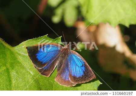 Murasaki Shijimi(男) Murasaki Shijimi(男) 131660197