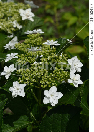夏雪/繡球花 夏雪/繡球花 131660450