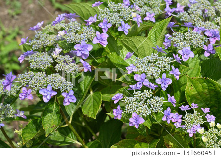 Kokonoe's cherry blossoms and hydrangeas Kokonoe's cherry blossoms and hydrangeas 131660451