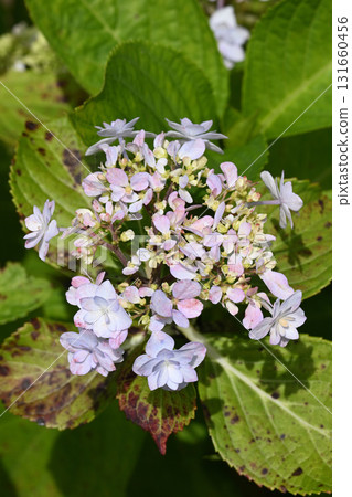 Hikoboshi and Hydrangea Hikoboshi and Hydrangea 131660456