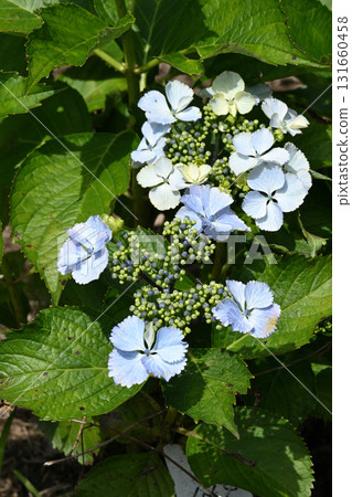 Himekomachi Hydrangea 131660458