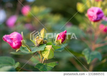 Caterpillar of the Japanese bush moth 131660531