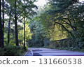 The beautiful green of the trees in the morning during the trip 131660538