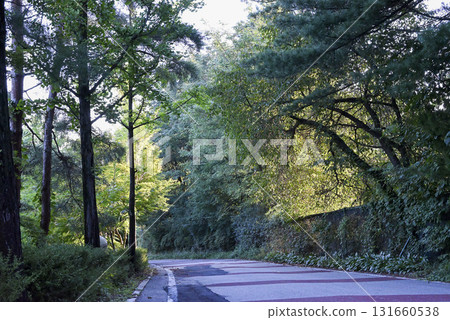 The beautiful green of the trees in the morning during the trip 131660538
