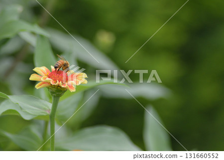 A bee resting on an orange flower A bee resting on an orange flower 131660552