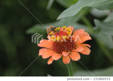 一隻蜜蜂停在一朵橘色的花上 一隻蜜蜂停在一朵橘色的花上 131660553
