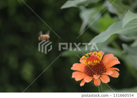 Orange flower and flying bee Orange flower and flying bee 131660554