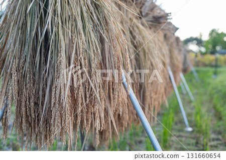 收穫後的景觀 131660654