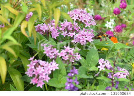 Insects sucking flower honey Insects sucking flower honey 131660684