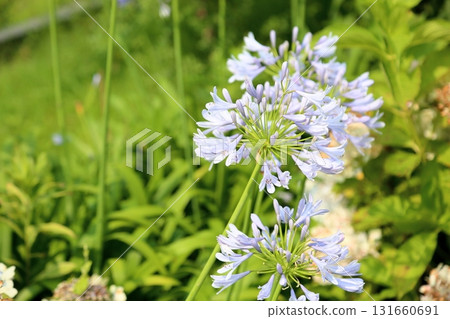 Refreshing agapanthus flowers Refreshing agapanthus flowers 131660691