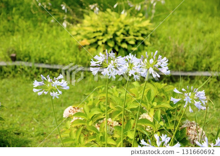 Refreshing agapanthus flowers Refreshing agapanthus flowers 131660692