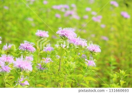 可愛的野生佛手柑花 131660693