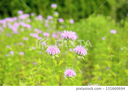 Cute wild bergamot flowers Cute wild bergamot flowers 131660694