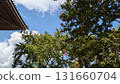 夏末的寺廟屋頂、銀杏樹和紫薇 131660704