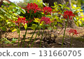 石蒜、紅花、初秋的風景 131660705