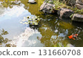 睡蓮池和朱紅色鯉魚 131660708