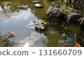 睡蓮池和朱紅色鯉魚 131660709