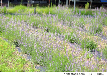 清新的薰衣草花 清新的薰衣草花 131660862