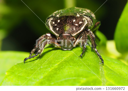 White-spotted flower chafer in early winter 131660972