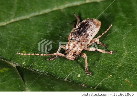 生物 - 昆蟲 - 橫紋天牛,體長約1公分。分佈於台灣及沖繩縣先島群島。 生物 - 昆蟲 - 橫紋天牛,體長約1公分。分佈於台灣及沖繩縣先島群島。 131661060