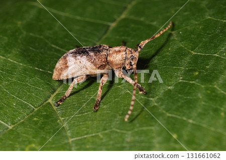 生物，昆蟲，橫紋天牛，十月初的石垣島。我在公園步道旁的灌木叢裡發現了它們。 131661062