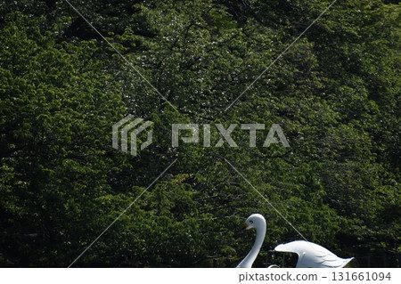 Inokashira Park Inokashira Pond Swan Boat Inokashira Park Inokashira Pond Swan Boat 131661094