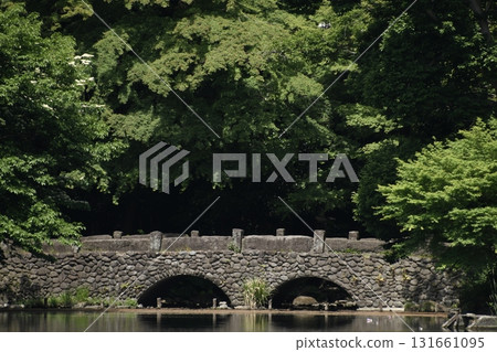 Fresh greenery in Inokashira Park, Ochanomizu Bridge 131661095