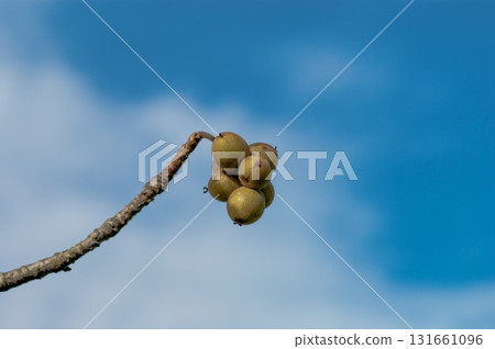 Walnut fruit Walnut fruit 131661096
