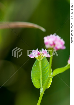 Mizo soba on the Shinano river and Yasuragi embankment 131661169