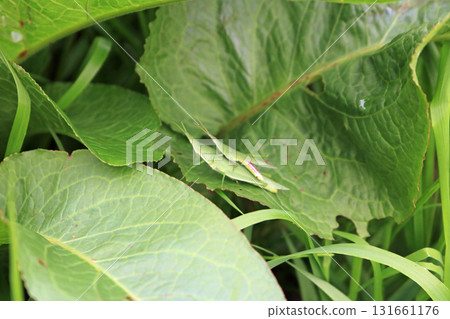 背負式蚱蜢的圖像 131661176