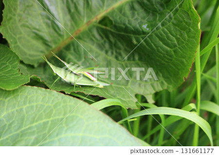 Image of a piggyback grasshopper Image of a piggyback grasshopper 131661177