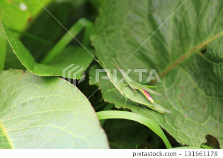 背負式蚱蜢的圖像 131661178