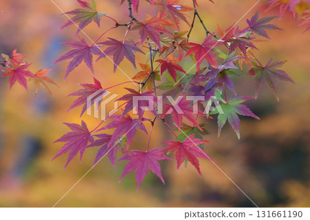 Momiji秋葉 Momiji秋葉 131661190