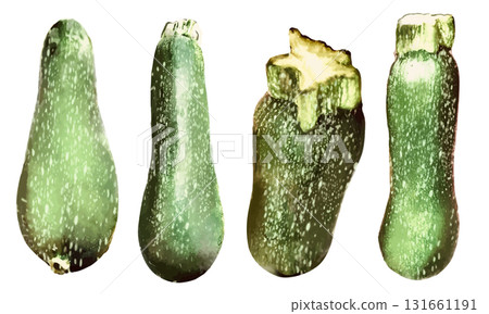 用水彩畫的西葫蘆插圖 131661191