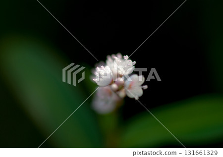 Shirobana Sakura Tade on the Yasuragi Embankment of the Shinano River 131661329