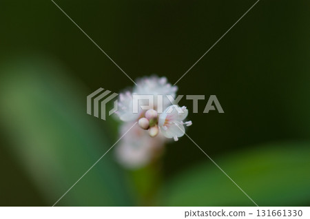 Shirobana Sakura Tade on the Yasuragi Embankment of the Shinano River 131661330