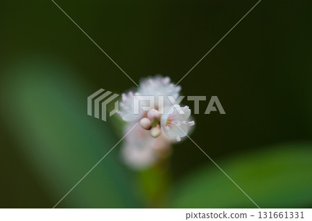Shirobana Sakura Tade on the Yasuragi Embankment of the Shinano River 131661331