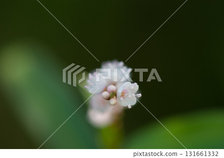 Shirobana Sakura Tade on the Yasuragi Embankment of the Shinano River 131661332