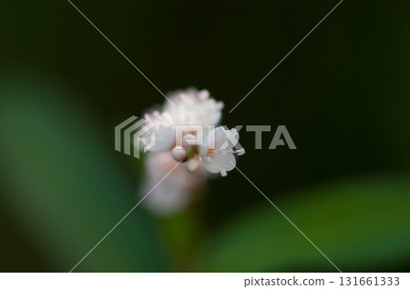 Shirobana Sakura Tade on the Yasuragi Embankment of the Shinano River 131661333