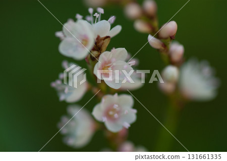 Shirobana Sakura Tade on the Yasuragi Embankment of the Shinano River 131661335