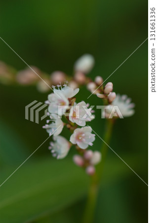 Shirobana Sakura Tade on the Yasuragi Embankment of the Shinano River 131661336