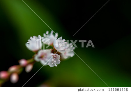 Shirobana Sakura Tade on the Yasuragi Embankment of the Shinano River 131661338