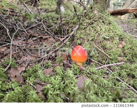 Caesar's Mushroom - A red mushroom that stands out against the mossy forest 131661346