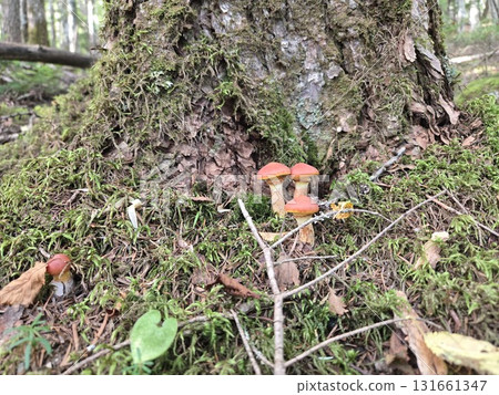 Cluster of Suillus - A cluster at the base of a mossy tree Cluster of Suillus - A cluster at the base of a mossy tree 131661347