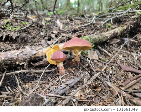 雙胞胎 Suillus Hanaiguchi - 並排生長的森林蘑菇 131661349
