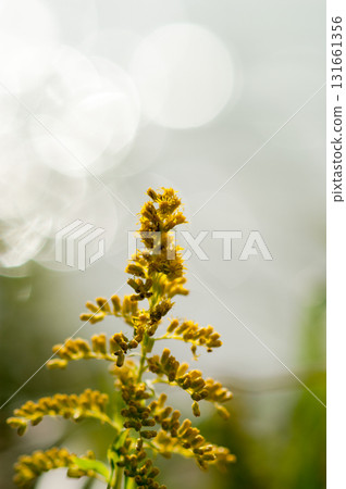 Tall foaming grass (Solidago altissima) 131661356