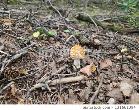 Fly Agaric - A poisonous red mushroom growing in the forest 131661394